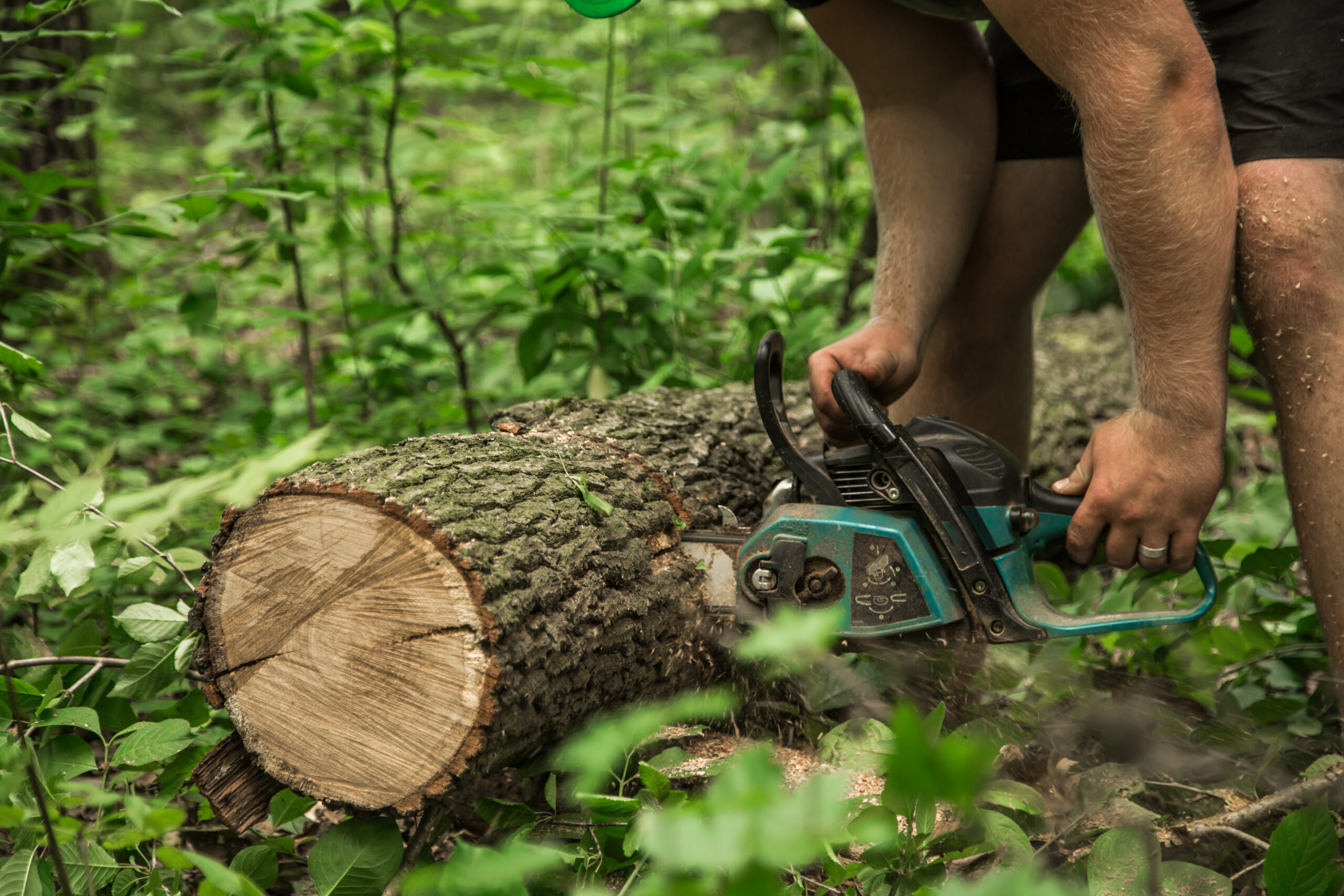 A man with a chainsaw cuts the tree