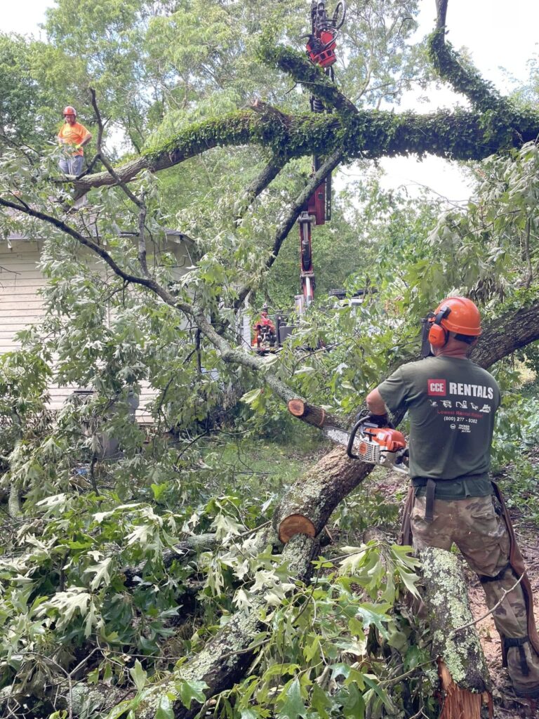 Does Tree Trimming Prevent Tree Removal