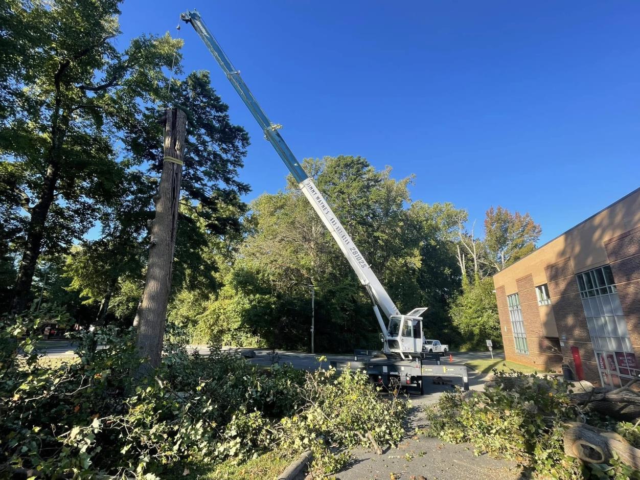 Tree Removal