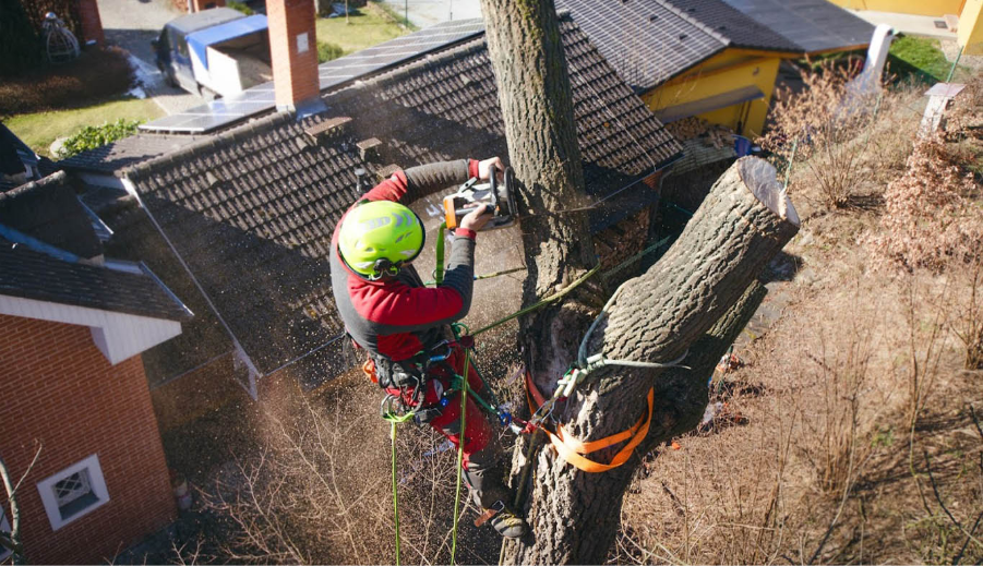Emergency Tree Removal