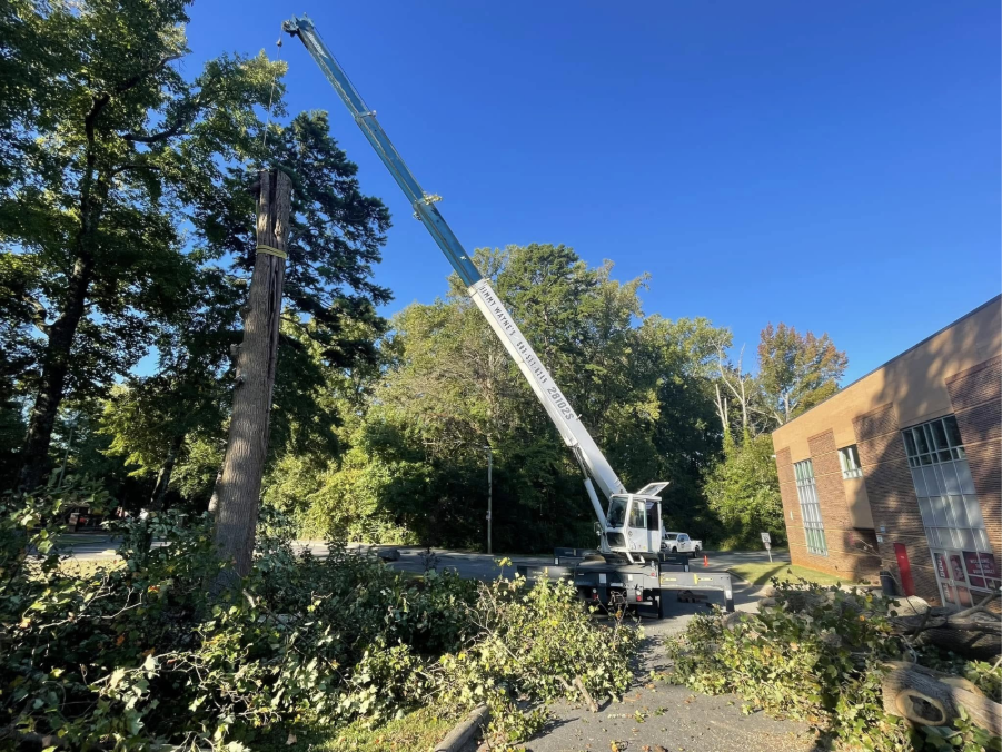 Tree Removal