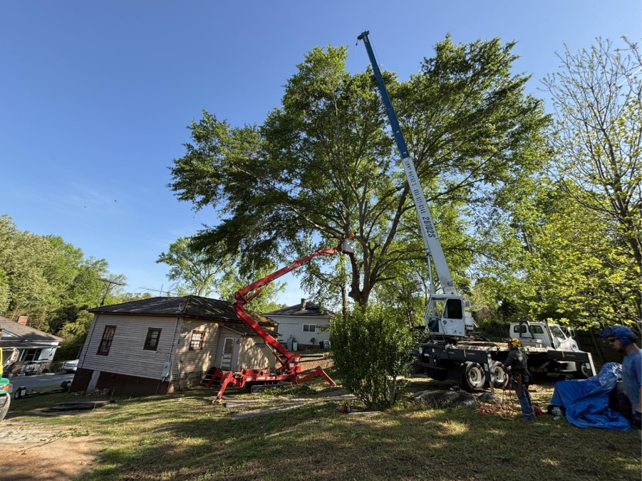 Tree Care Services 